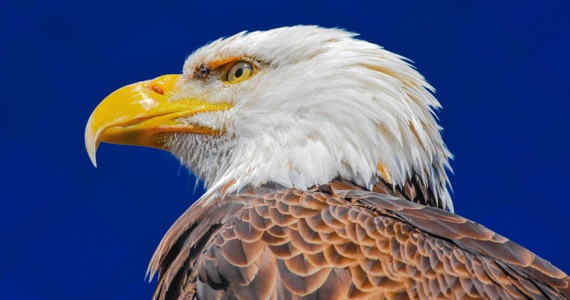 美国国鸟白头海雕图片(8张)