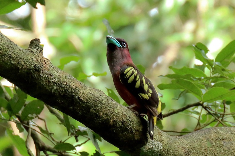 喙色特别的斑阔嘴鸟图片(13张)