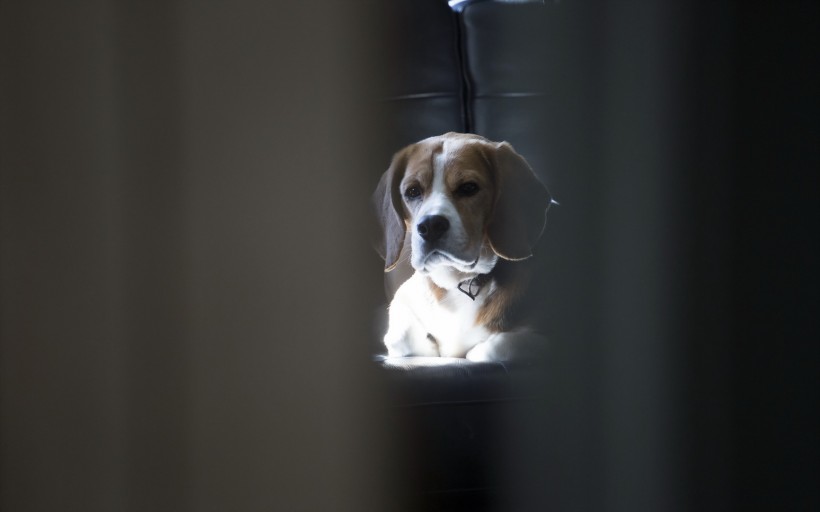 比格犬图片(17张)