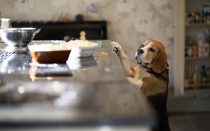 比格犬图片(17张)