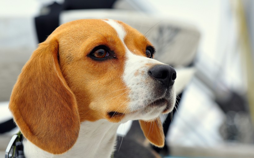 比格犬图片(17张)