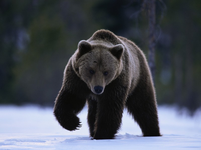 威猛的棕熊图片(18张)