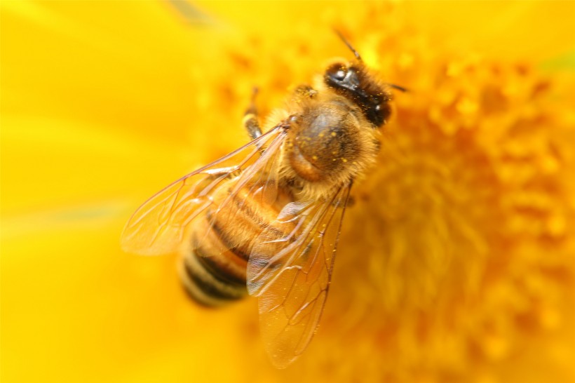 勤劳的小蜜蜂图片(10张)