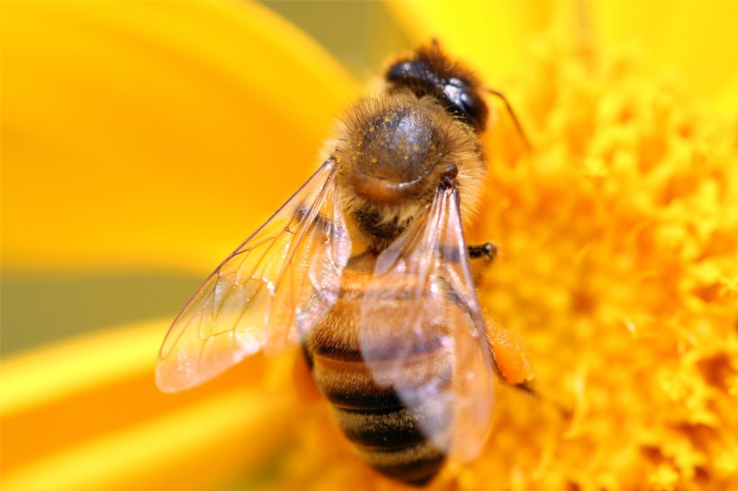 勤劳的蜜蜂图片(12张)