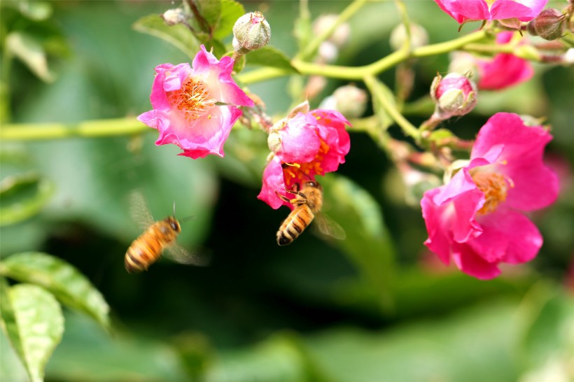 小蜜蜂图片(6张)