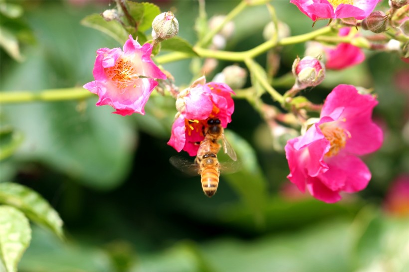 勤劳的小蜜蜂图片(10张)