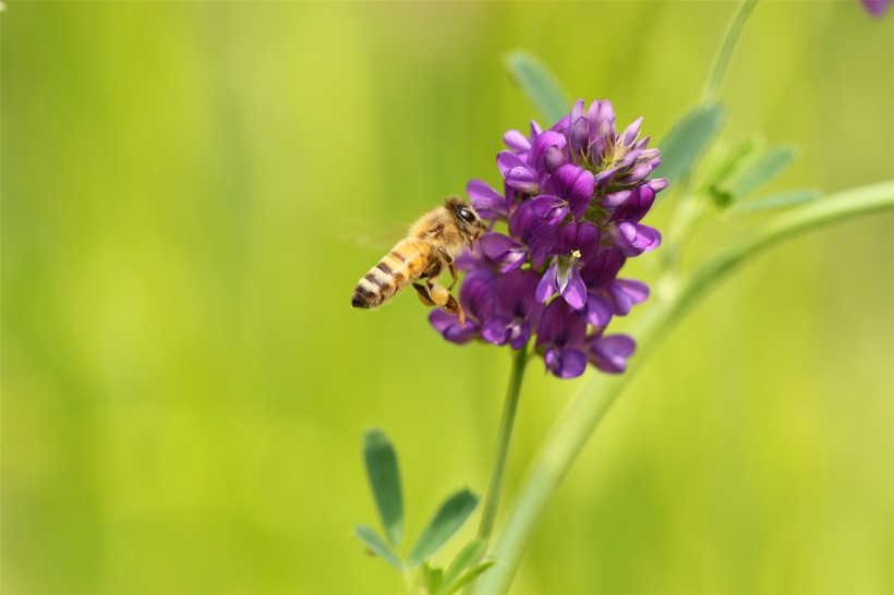 勤劳的蜜蜂图片(12张)