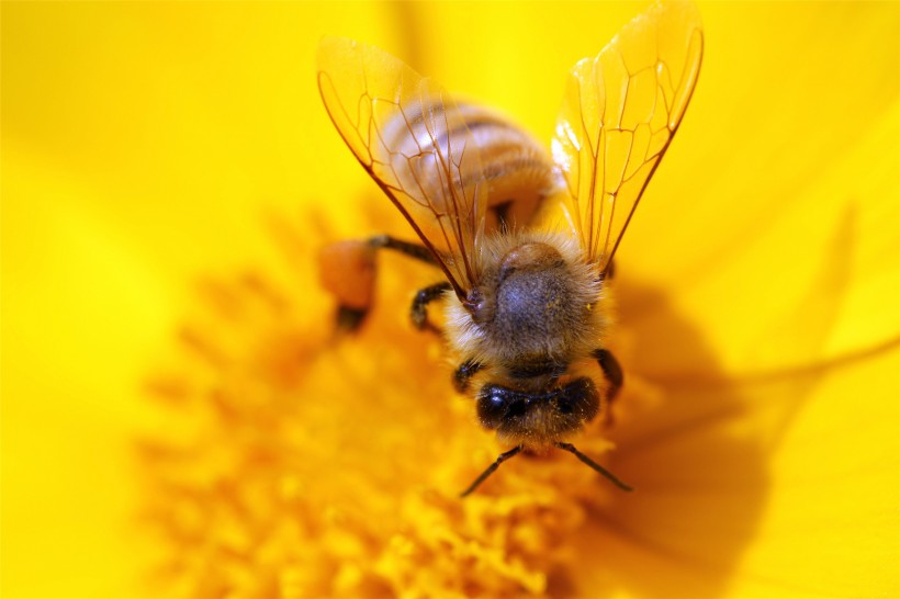 小蜜蜂图片(13张)