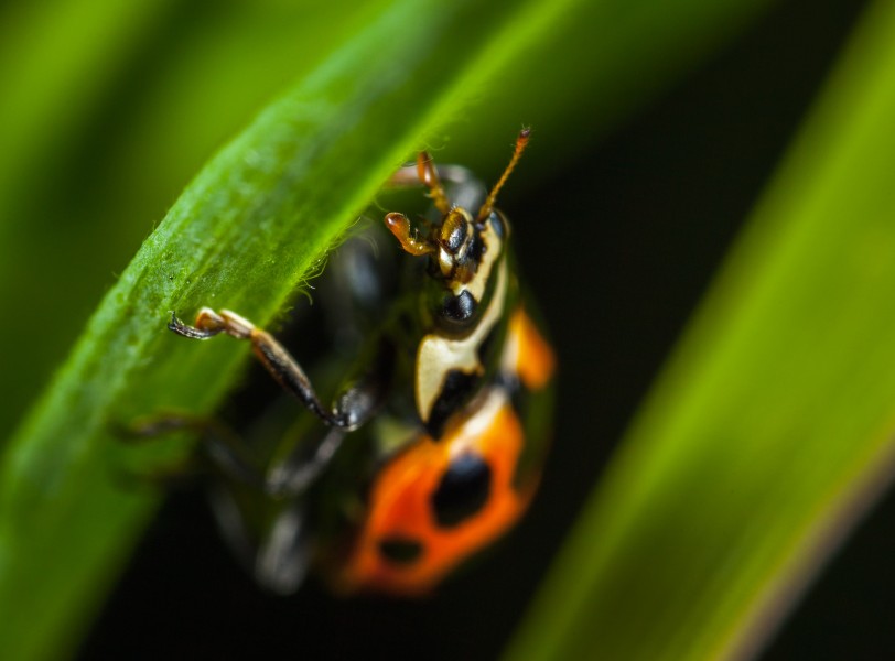 外观漂亮的甲虫图片(14张)