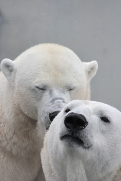 可爱的北极熊图片(15张)