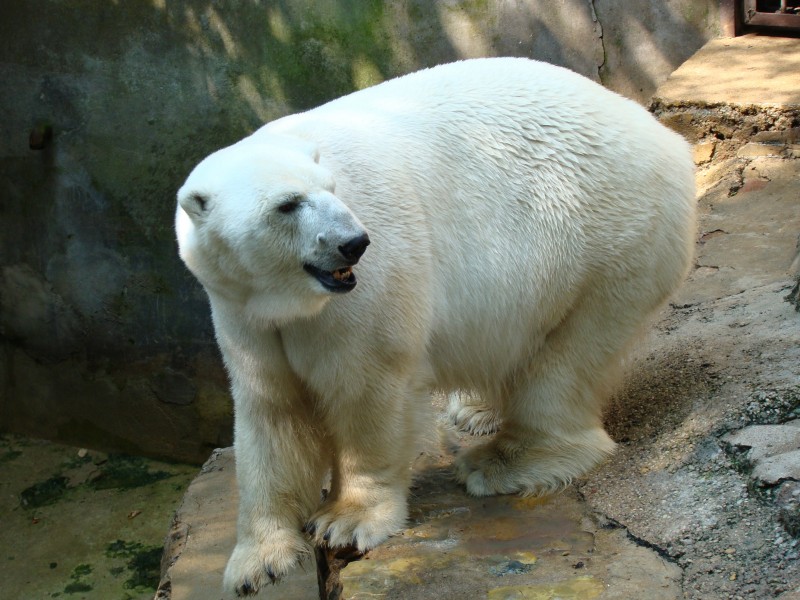 北极熊图片(20张)