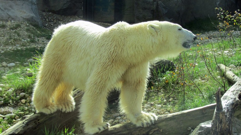 笨拙的北极熊图片(10张)