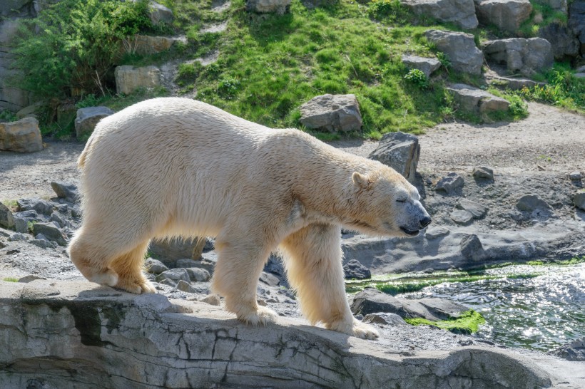 憨态可掬的北极熊图片(14张)