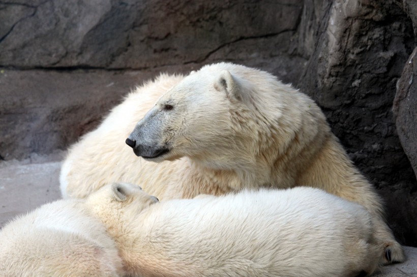 可爱的北极熊图片(15张)