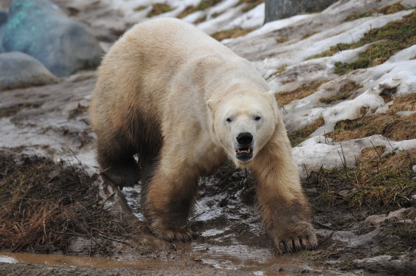 强壮的北极熊图片(12张)