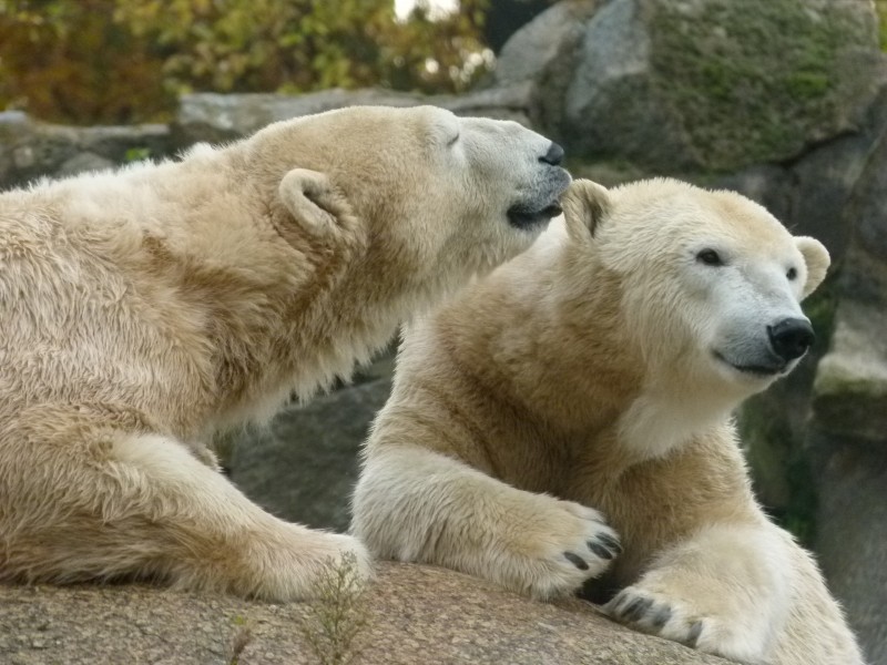 北极熊图片(20张)