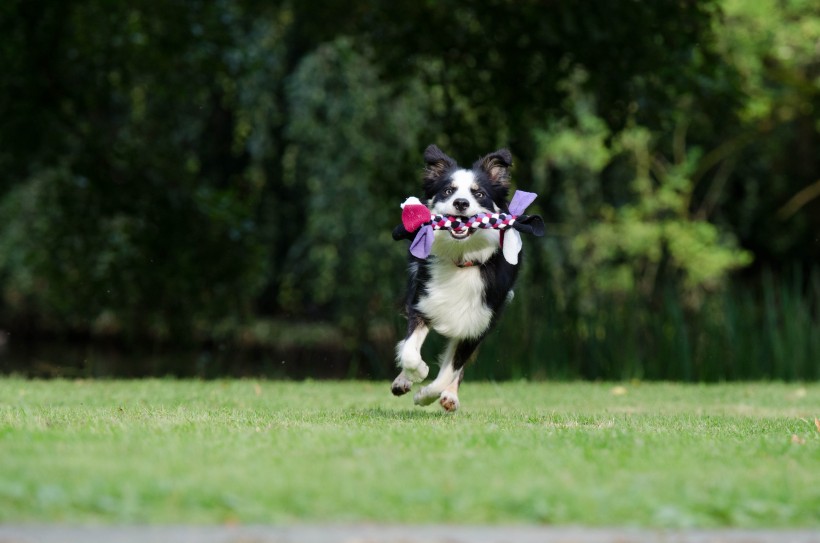奔跑跳跃的狗狗图片(11张)