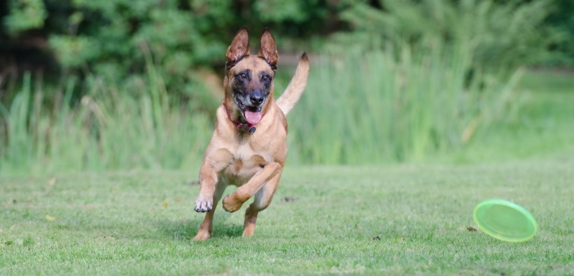 奔跑跳跃的狗狗图片(11张)
