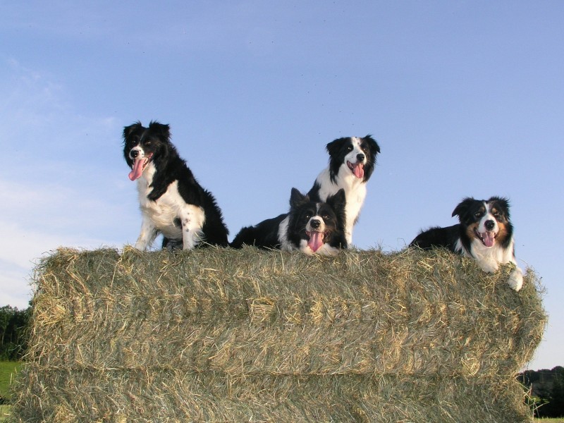犬种智商第一的边境牧羊犬图片(16张)