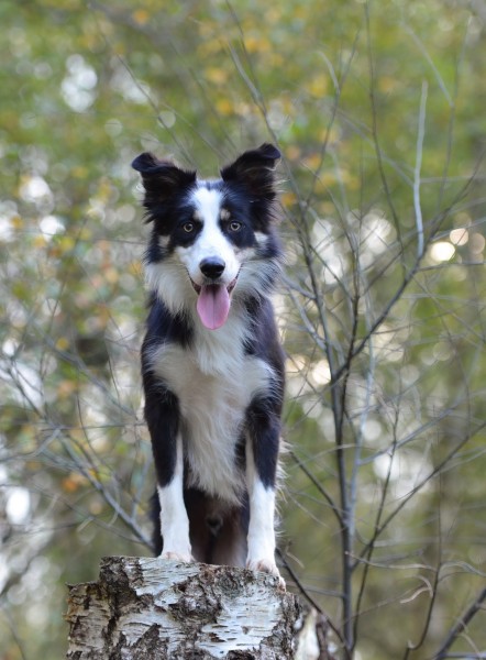 犬种智商第一的边境牧羊犬图片(16张)