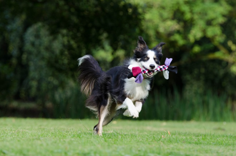 犬种智商第一的边境牧羊犬图片(16张)