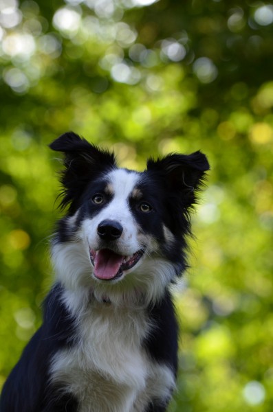 犬种智商第一的边境牧羊犬图片(16张)