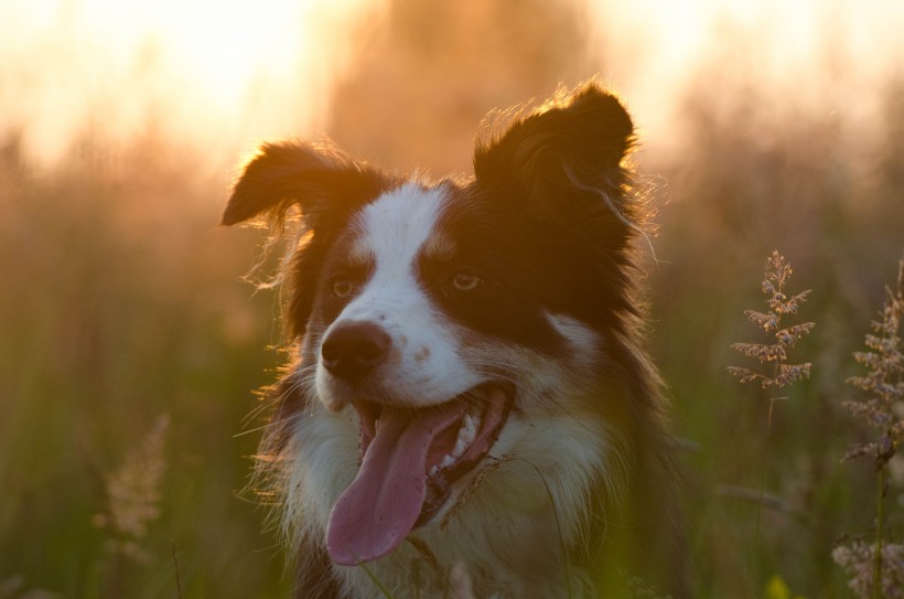 犬种智商第一的边境牧羊犬图片(16张)