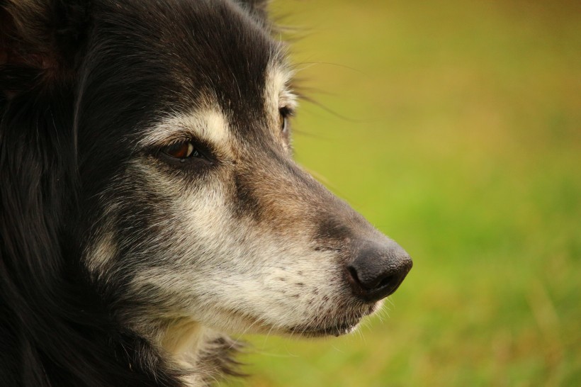 犬种智商第一的边境牧羊犬图片(16张)