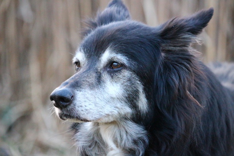 犬种智商第一的边境牧羊犬图片(16张)