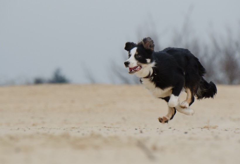 犬种智商第一的边境牧羊犬图片(16张)