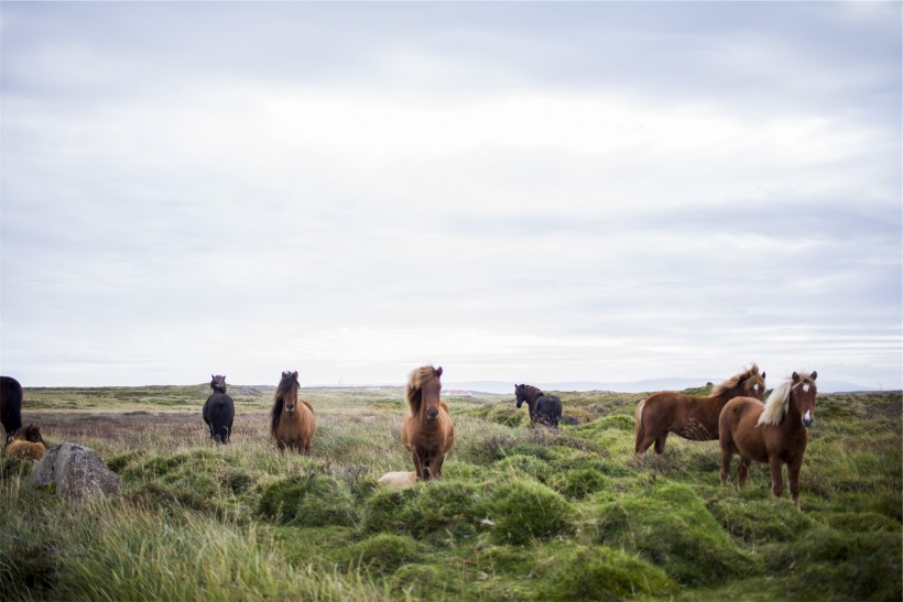 纯洁血统的冰岛马图片(15张)