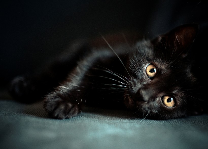 黑猫图片(16张)