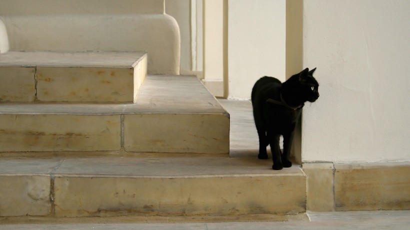 黑猫图片(16张)
