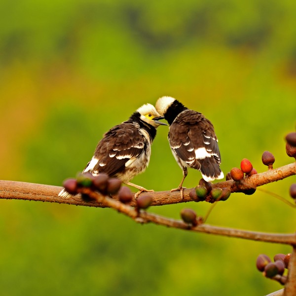 黑领椋鸟图片(6张)