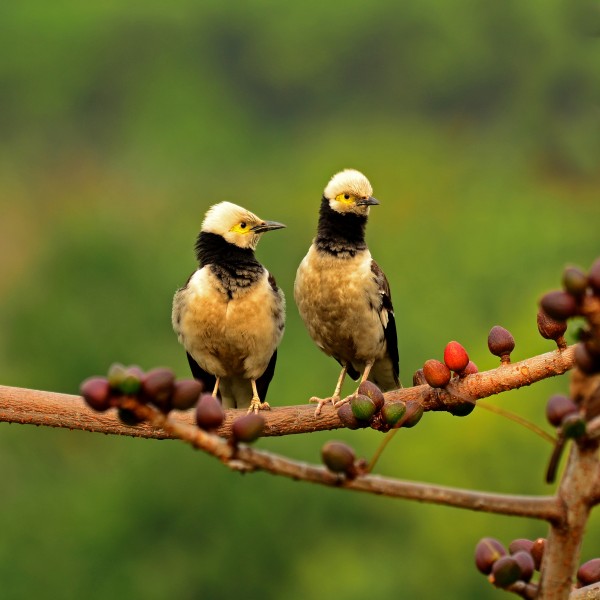 黑领椋鸟图片(6张)
