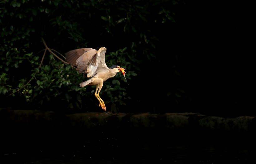 捕食中的夜鹭鸟类图片(13张)