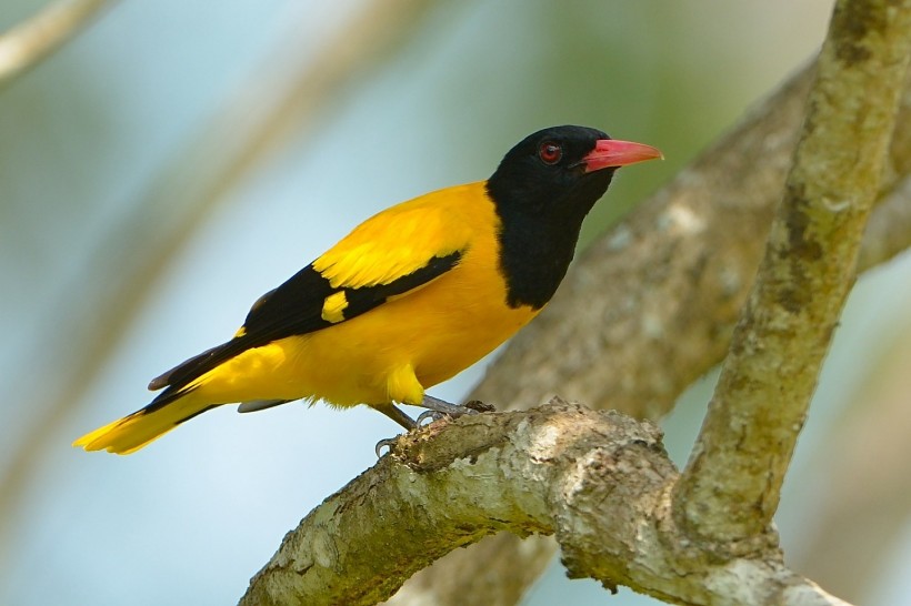黑头黄鹂鸟类图片(5张)