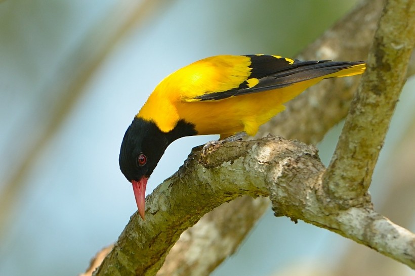 黑头黄鹂鸟类图片(5张)