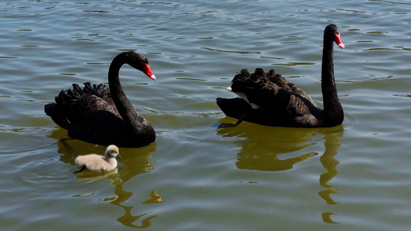 湖里的黑天鹅图片(16张)