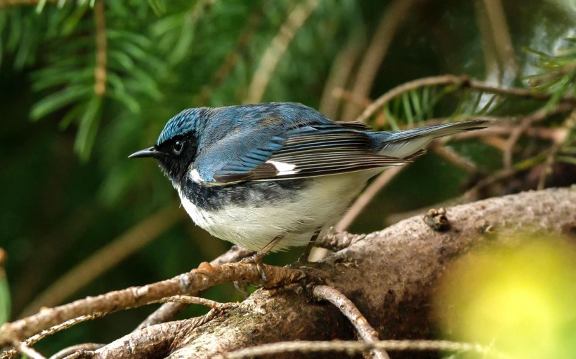 黑喉蓝林莺鸟类图片(8张)