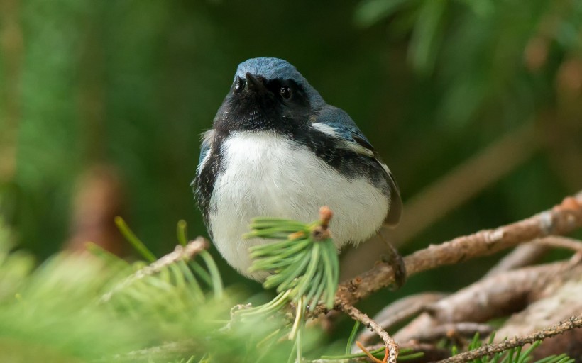 黑喉蓝林莺鸟类图片(8张)