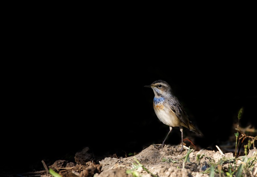 可爱蓝点颏鸟类图片(10张)
