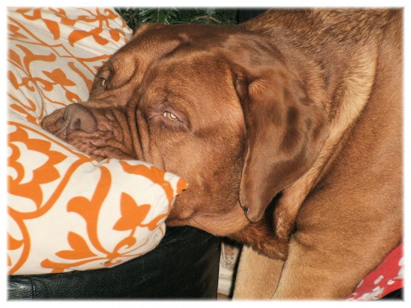在沙发上休息的波尔多犬图片(7张)