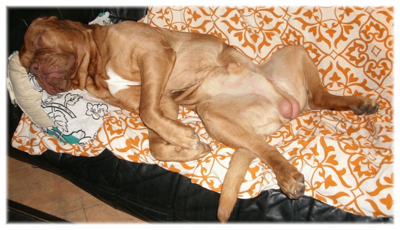 在沙发上休息的波尔多犬图片(7张)