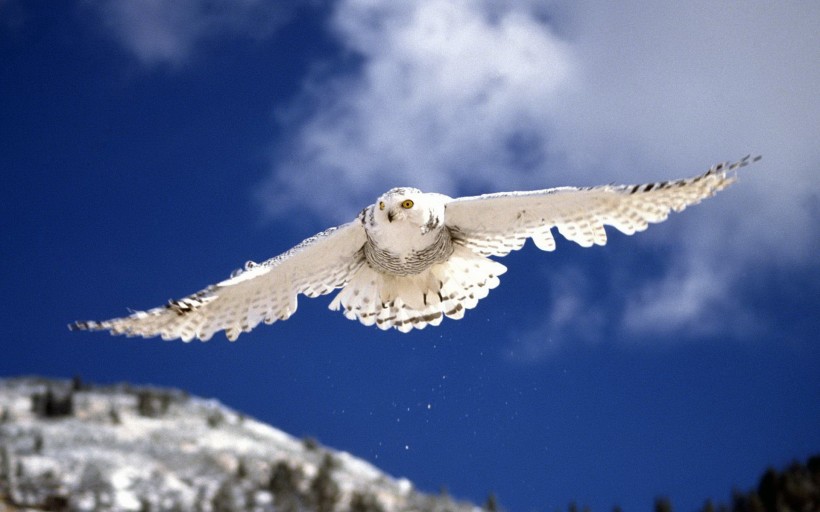 美丽的雪鸮图片(20张)