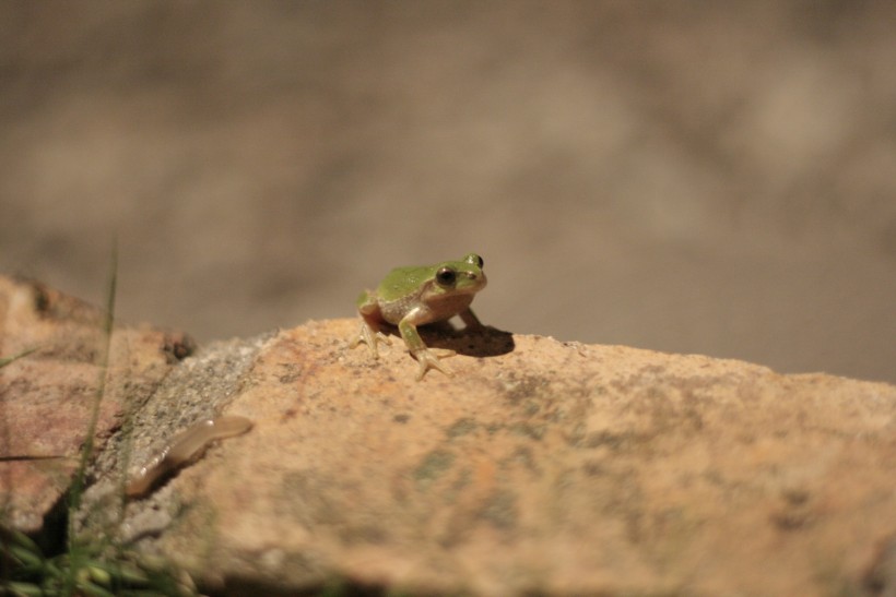 不同种类的青蛙图片(15张)