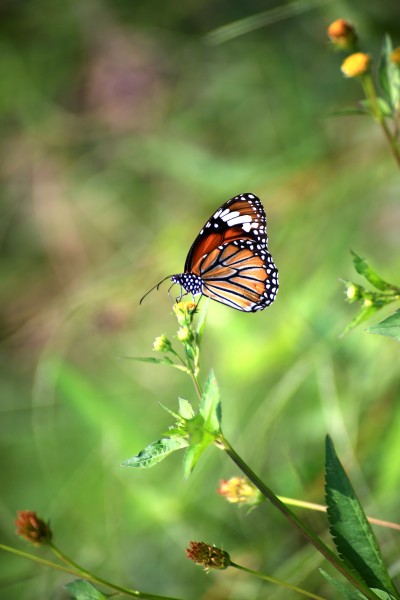 漂亮的蝴蝶图片(10张)