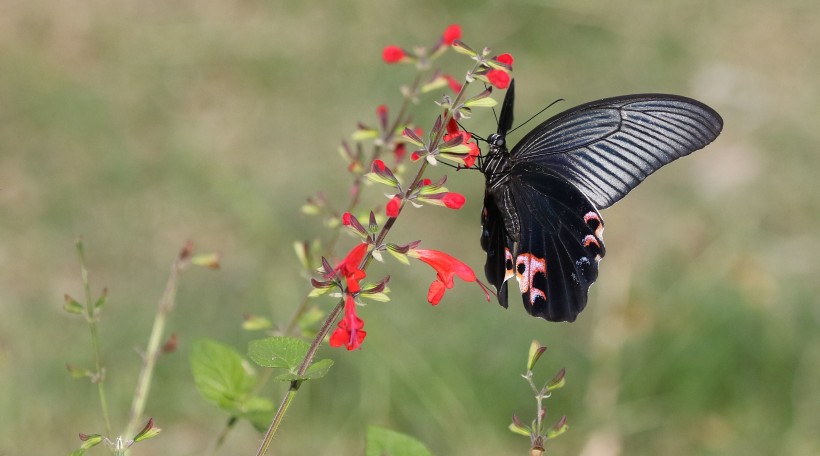 黑色的蝴蝶图片(11张)