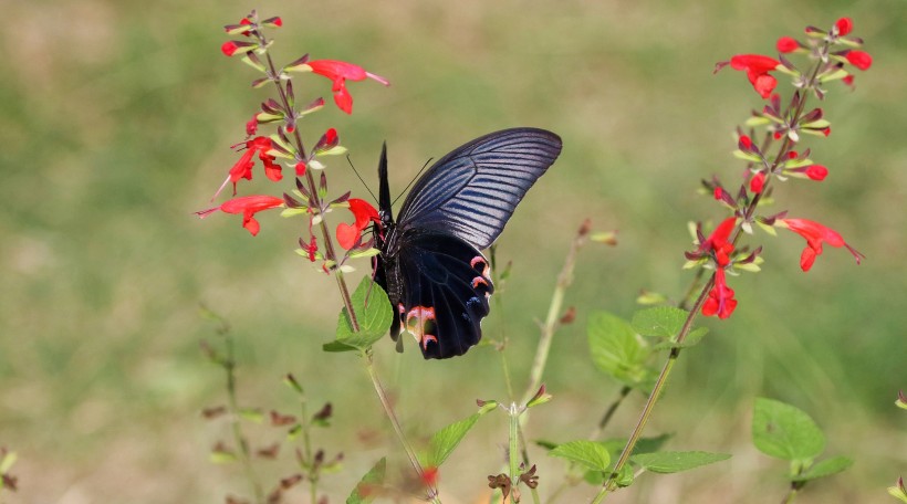 美丽的蝴蝶图片(45张)