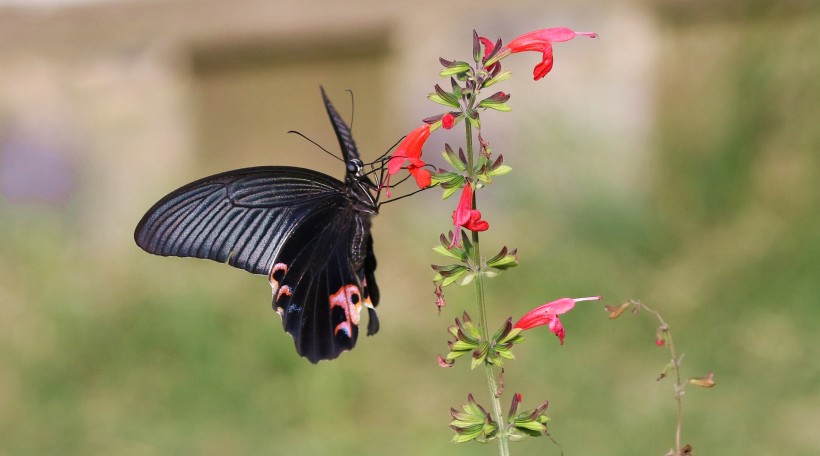 黑色的蝴蝶图片(11张)